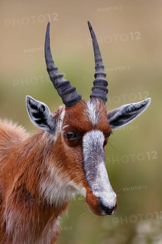 Bontebok