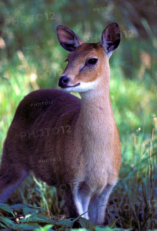 Four-horned antelope