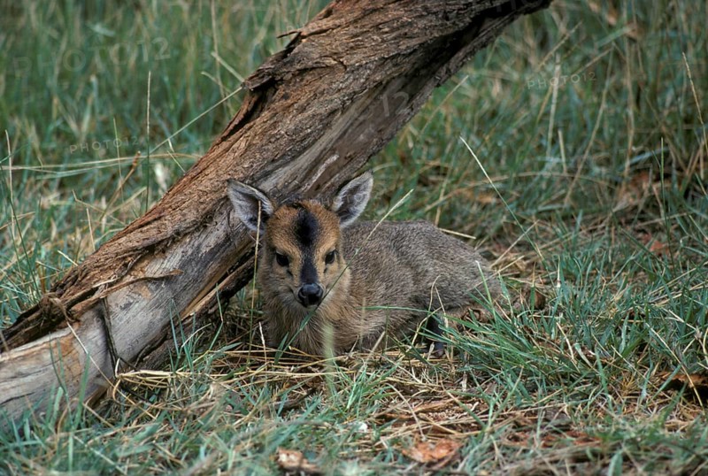 Crown duiker