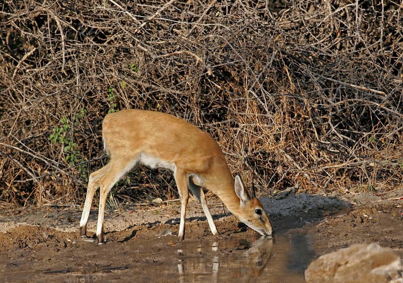Common duiker
