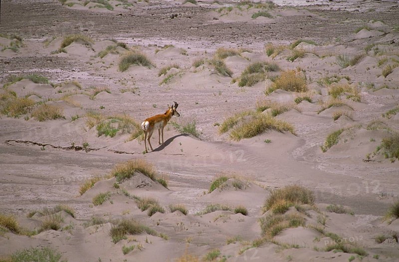Pronghorn