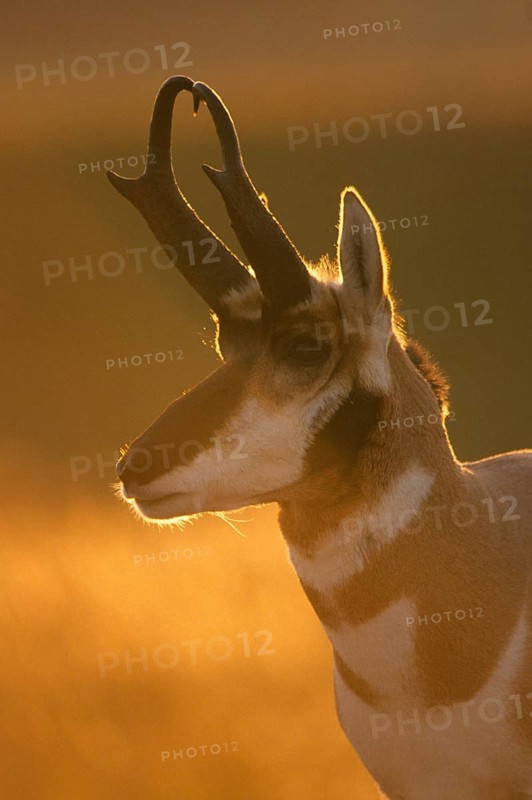 Pronghorn