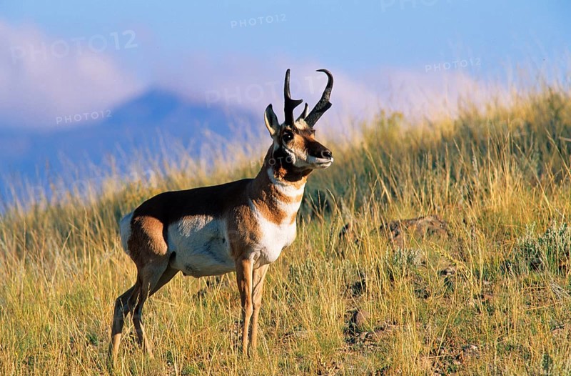 Pronghorn