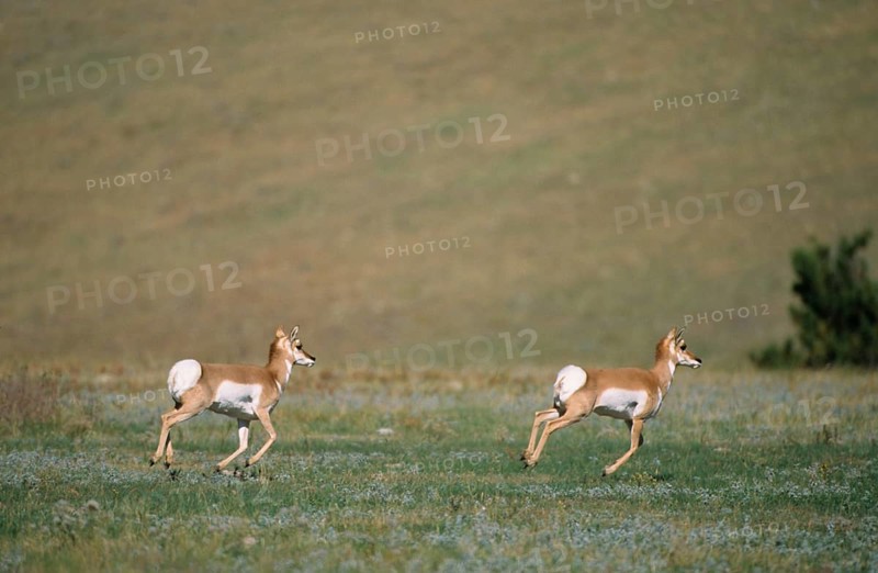 Pronghorn