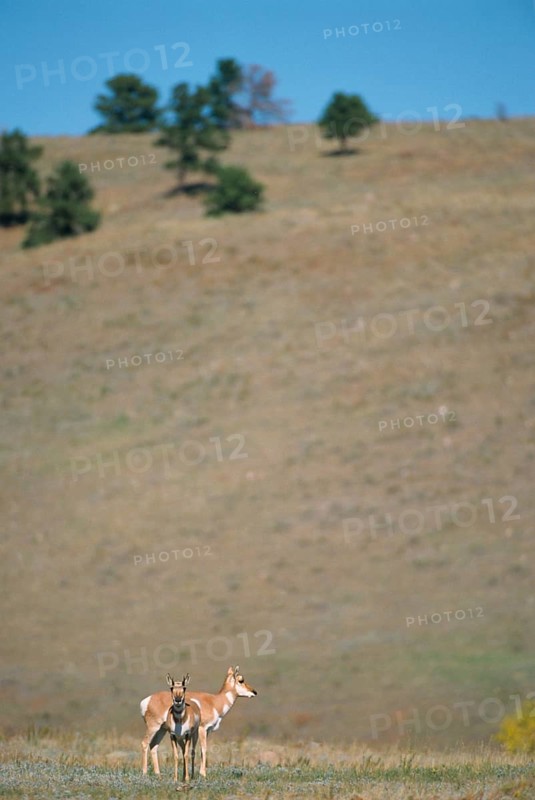 Pronghorn