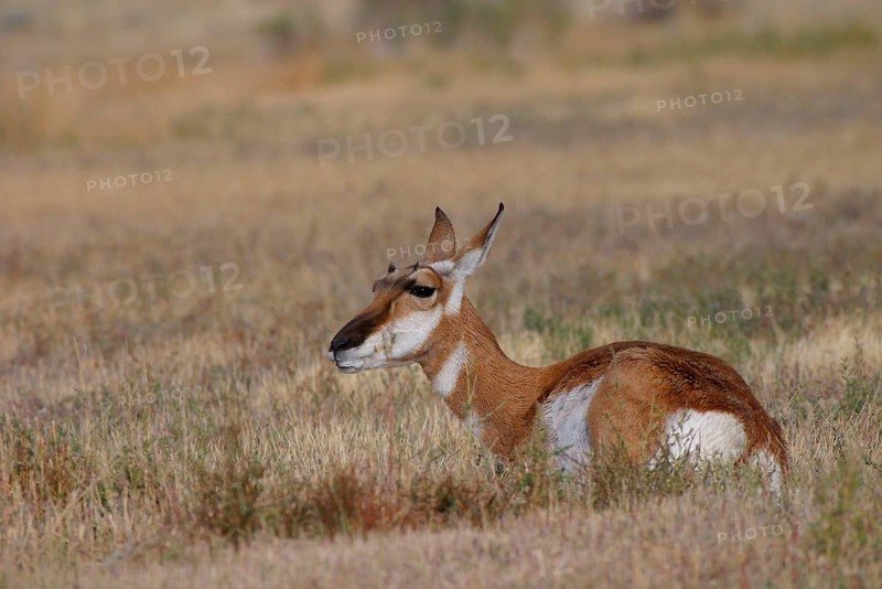 Pronghorn