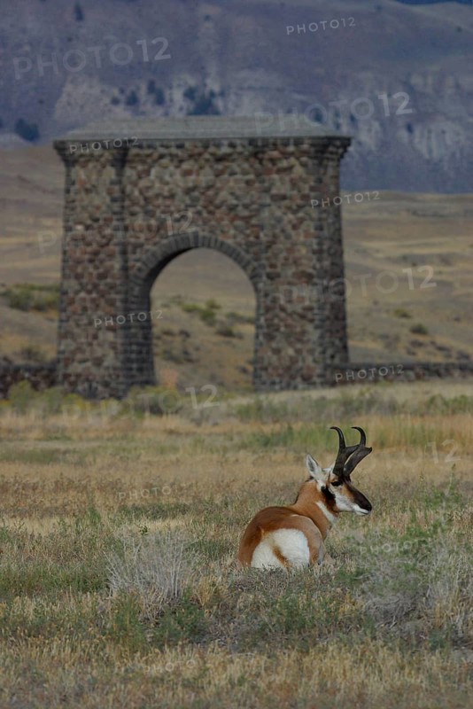 Pronghorn