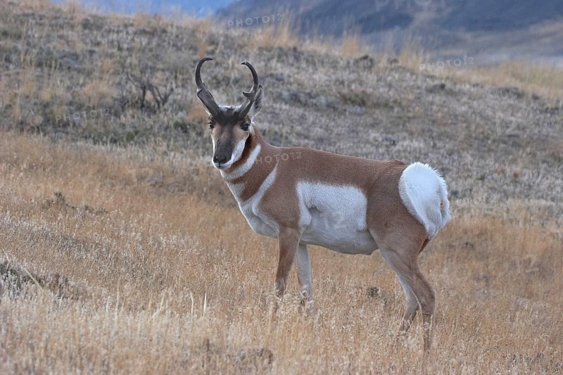 Pronghorn