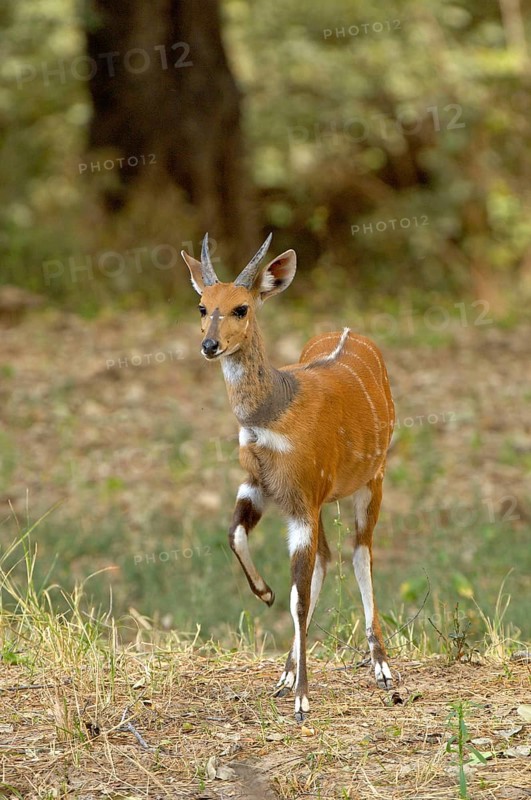 Bushbuck