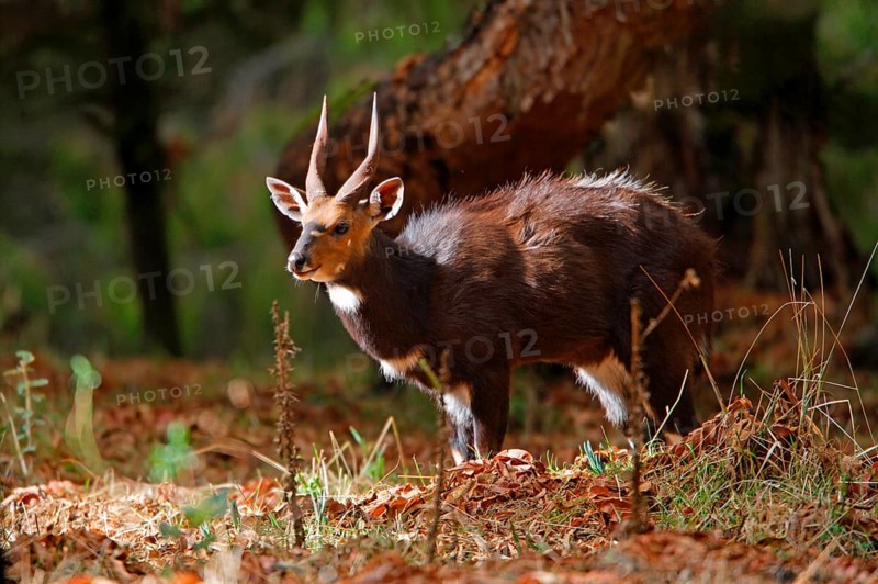 Menelik's Bushbuck