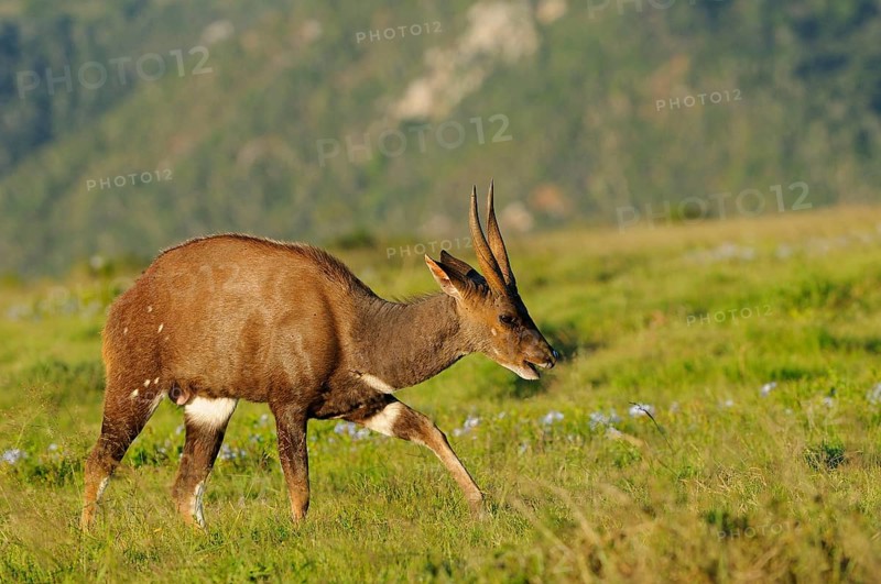 Bushbuck