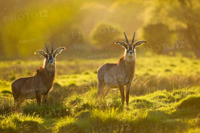 Roan antelope