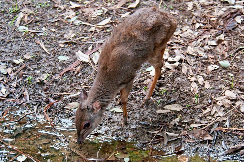 Blue duiker