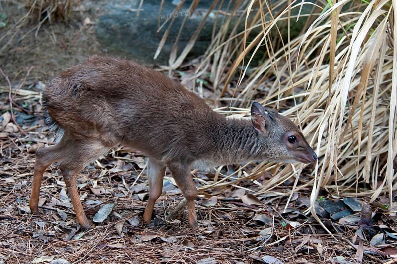 Blue duiker