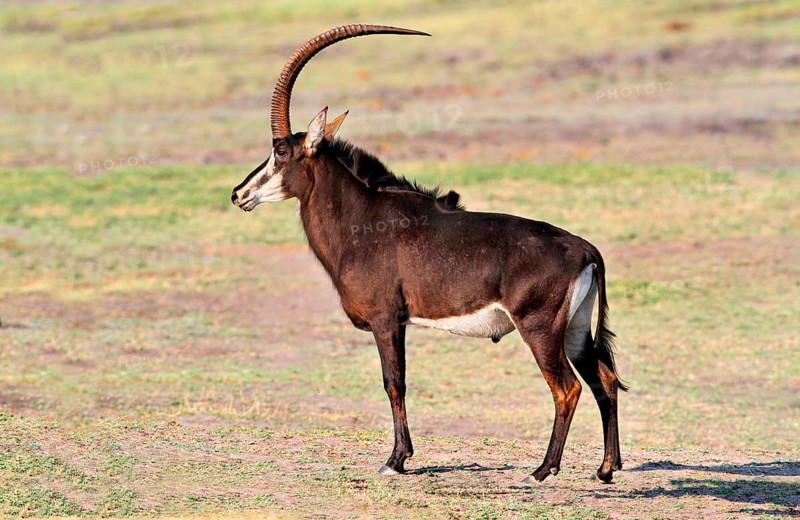 Sable Antelope