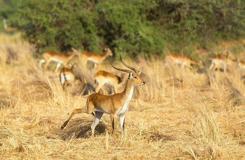 RedLechwe