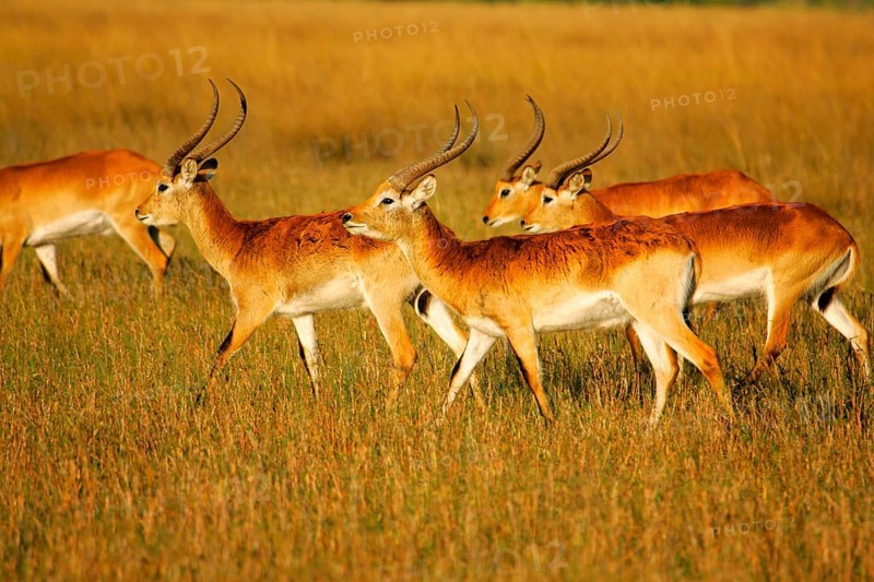 Red lechwe