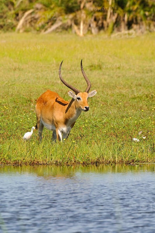 Lechwe