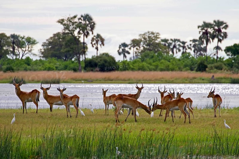 Red lechwe