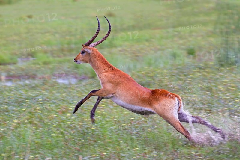 Red lechwe