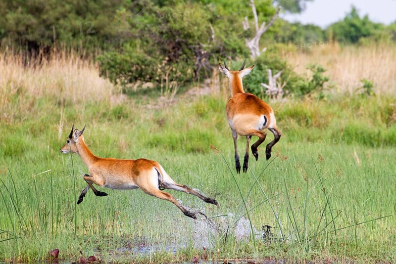 Red lechwe