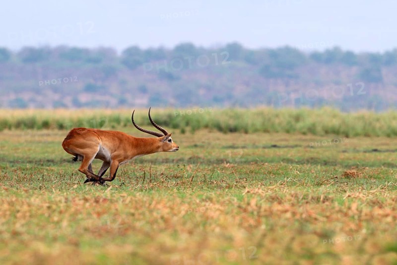 Red lechwe