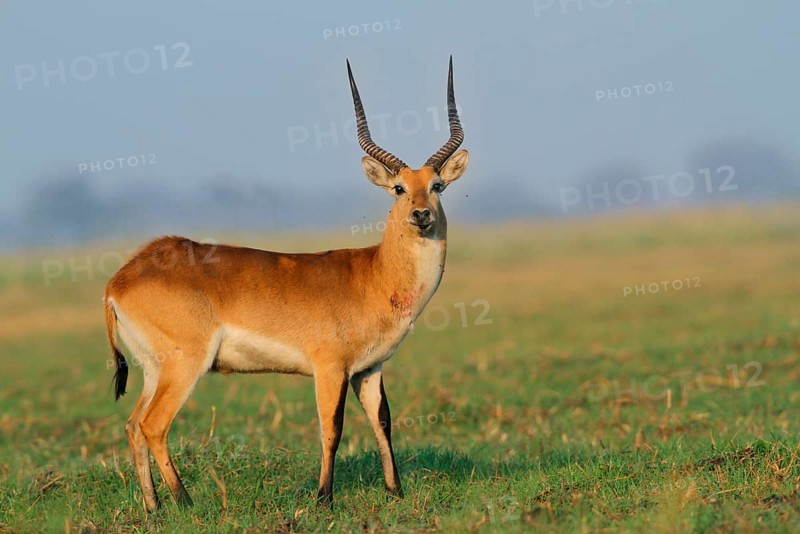 Red lechwe