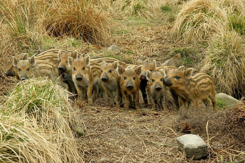 Wild boars