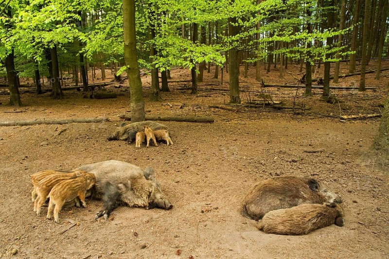 Wild boar