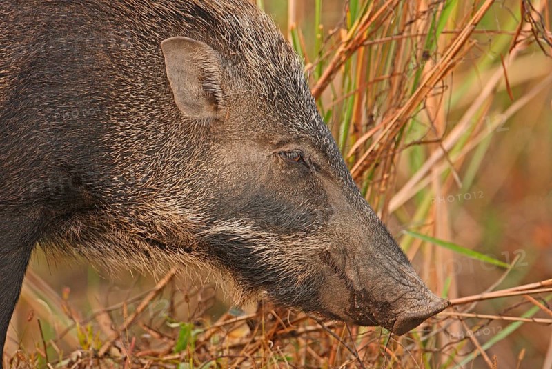 Indian wild boar