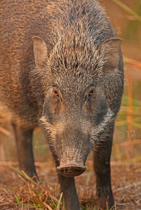 Indian wild boar