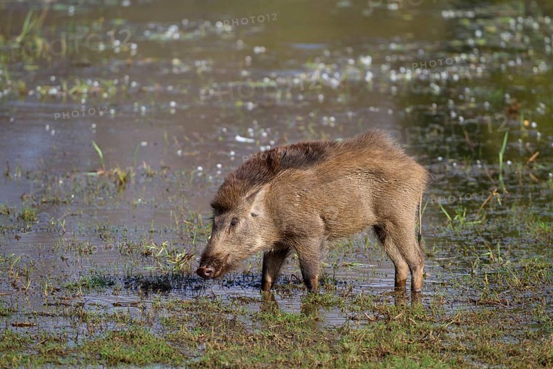 Indian wild boar