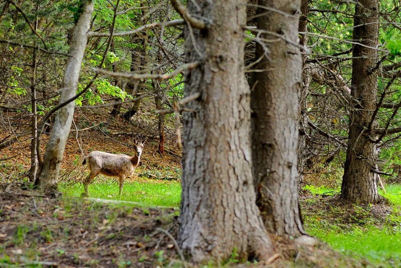 Pyrenean chamois