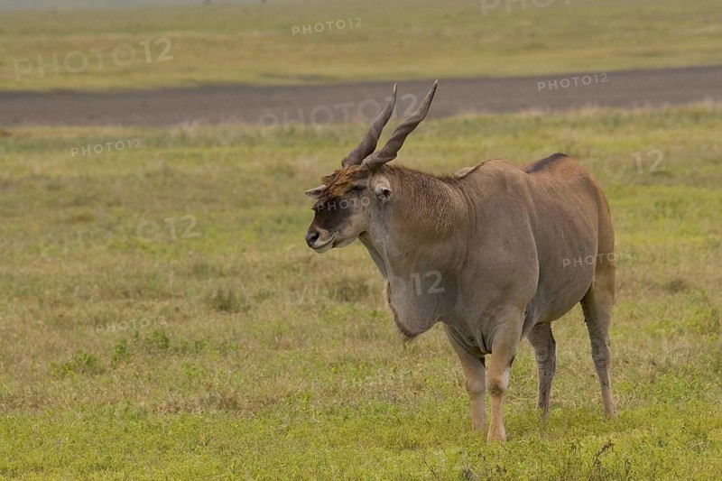 Common eland
