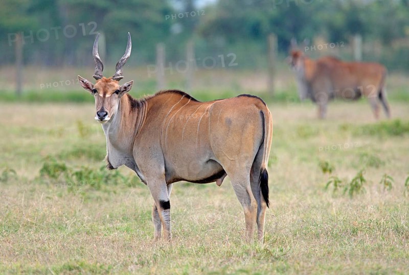 Eland antelope