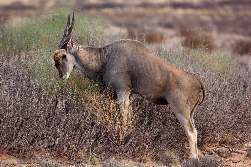 Common Eland