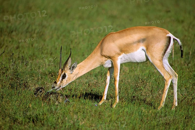 Grant's grant's gazelle