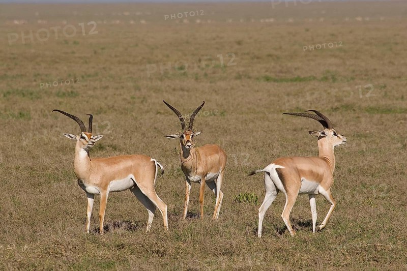 Grant's gazelle