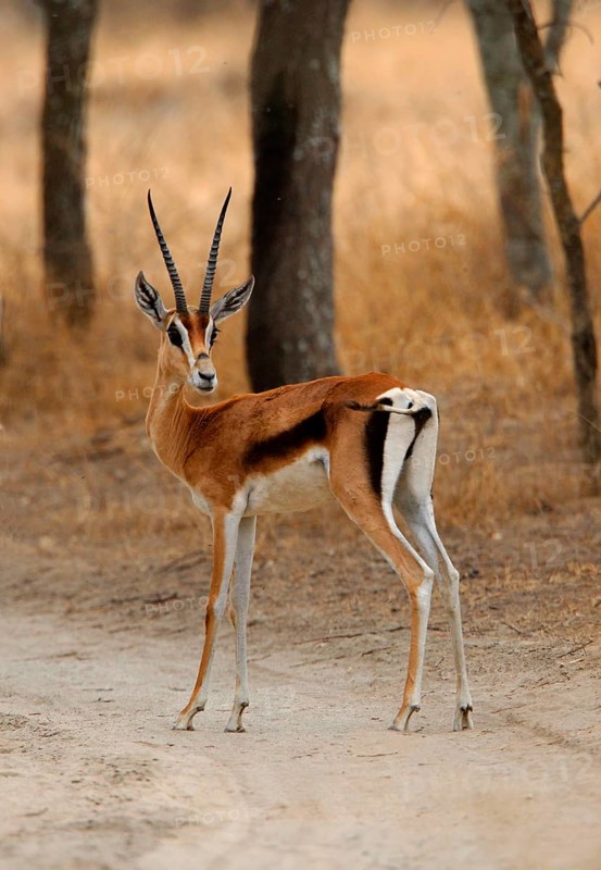 Grant's Gazelle