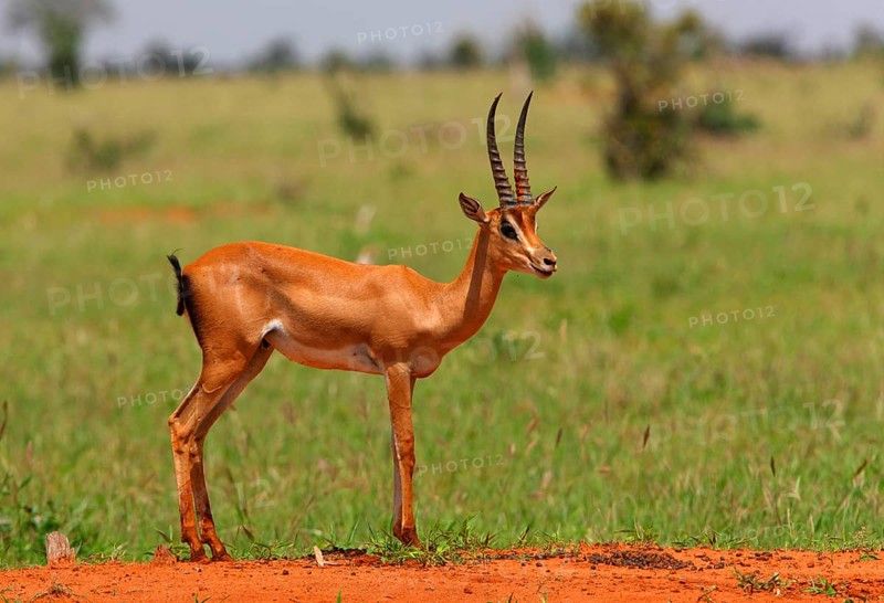 Grant's grant's gazelle
