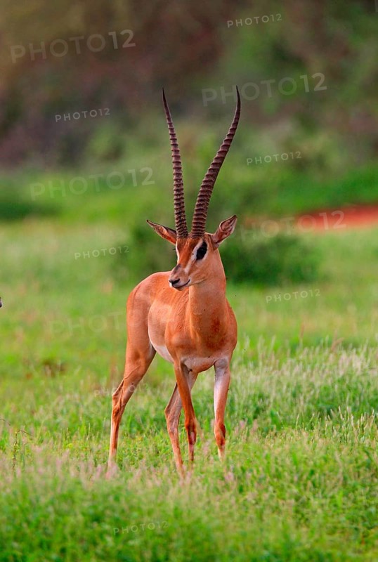 Grant's grant's gazelle