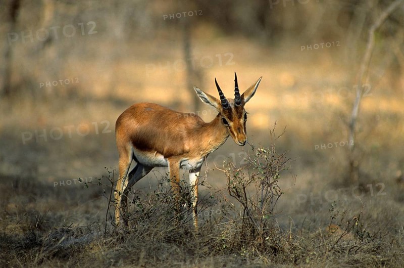Indian gazelle