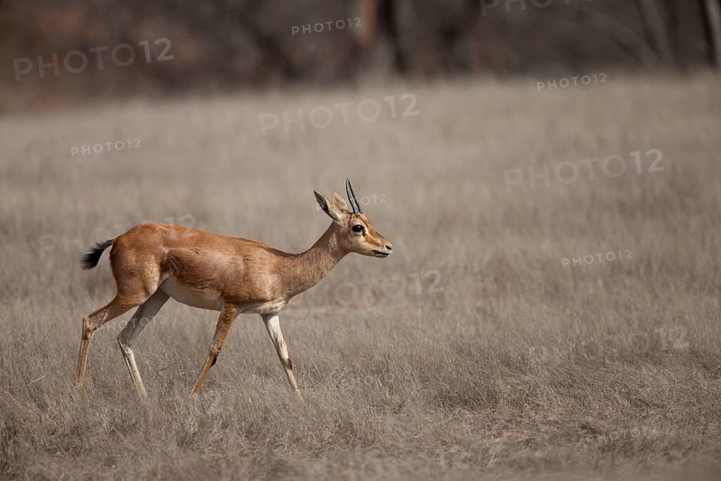 Indian gazelle
