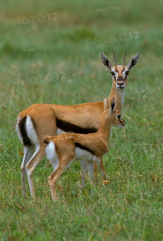 Thomson's Gazelle