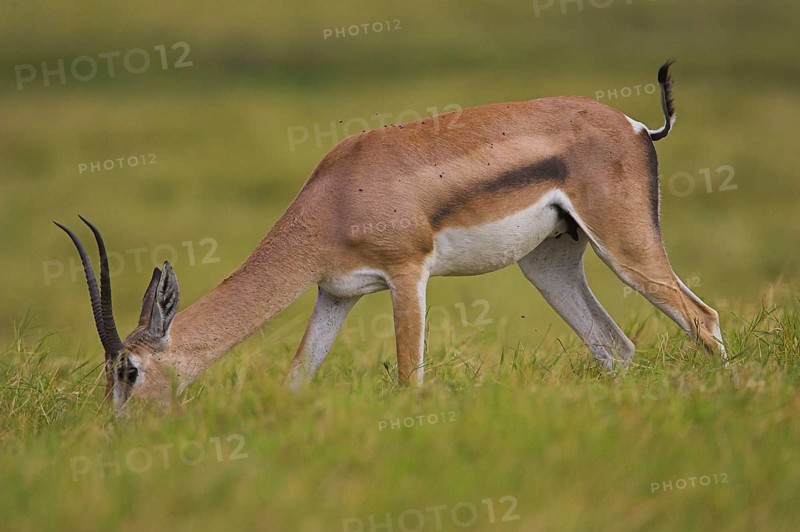 Thomson's gazelle
