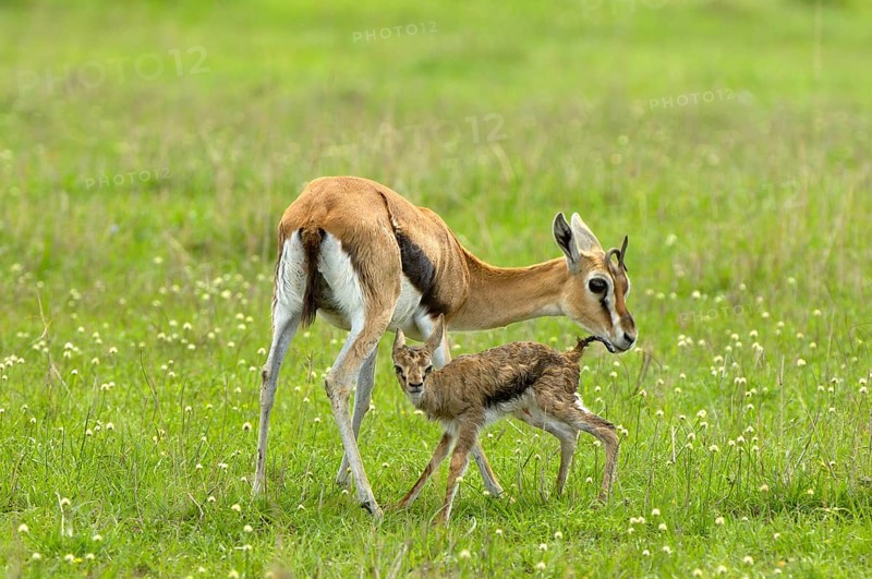 Thomson's gazelle