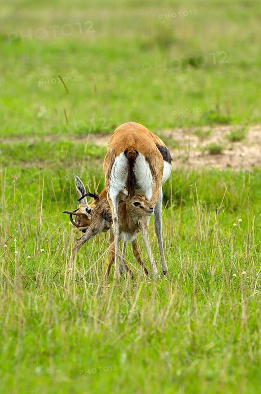 Thomson's gazelle