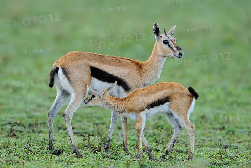 Thomson's gazelle