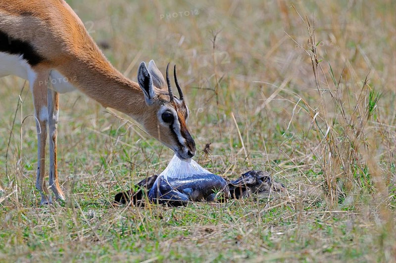Thomson's gazelle