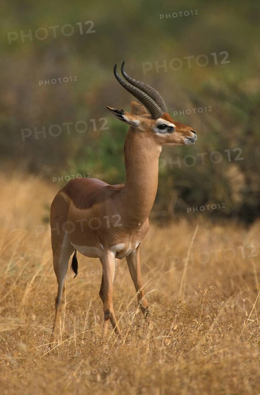 Giraffe gazelle